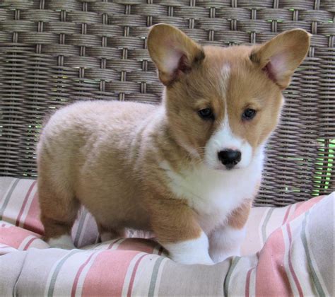 We are a small breeder of exceptional AKC registered, health tested, Pembroke Welsh Corgis in Bucks County, PA. . Pembroke welsh corgi texas
